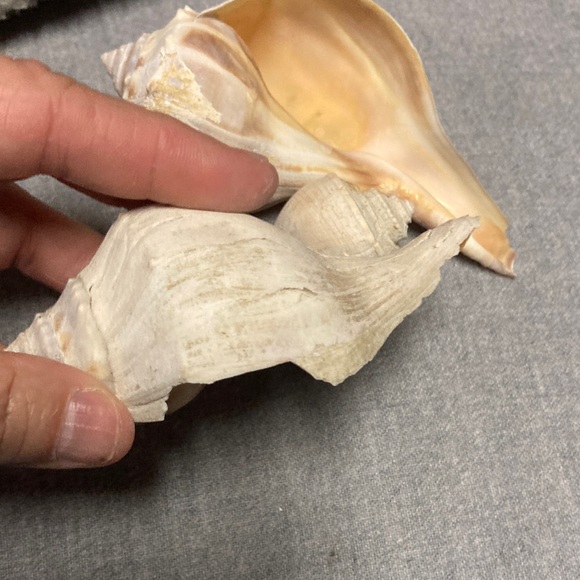 Seashells - Picture 6 of 7